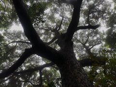 -梧桐山风景名胜区