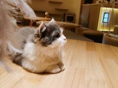-猫腻·猫咖·撸猫馆(星光大道店)