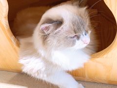 -藏猫猫咖啡主题馆(中央大道店)
