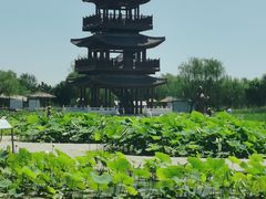 -白洋淀景区