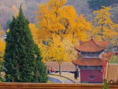 -遵化市禅林寺古银杏风景园