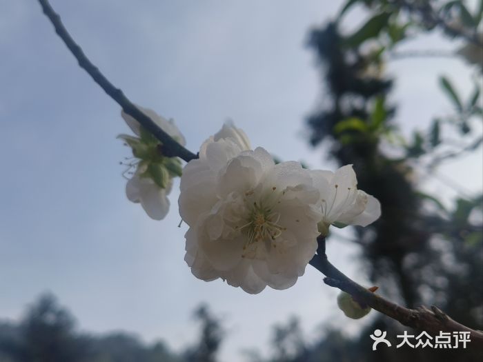 南国桃园旅游度假区图片