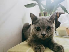 -东方名猫馆·英短金渐层布偶猫舍(环线广场1号楼店)