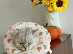 -瑞鹏宠物医院·普外科·影像科·皮肤科(城市山谷分院)