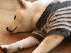 -南京Hallo宠物乐园·哈罗犬舍·柴犬繁育基地