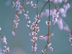 -白塘生态植物园