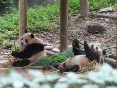 -中国大熊猫保护研究中心雅安碧峰峡基地