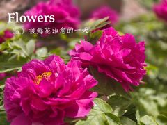 -西苑公园