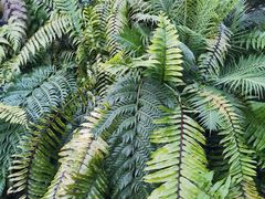 -国家植物园南园