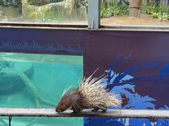 -清迈夜间动物园