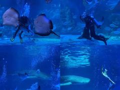 -烟台海昌鲸鲨海洋公园