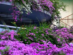 -深圳市中科院仙湖植物园
