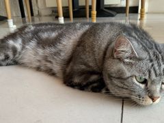 -平行世界·猫咖(首经贸店)