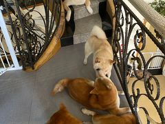 -喜柴咖啡·柴犬狗咖