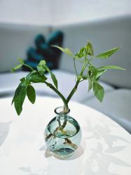 -薇薇安花系SPA