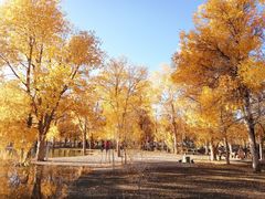 -金塔沙漠胡杨林景区