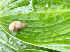 -黑龙江省森林植物园