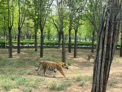 -秦皇岛野生动物园
