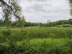 -金银湖国家城市湿地公园