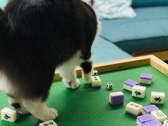 -芭比堂动物医院广州顽皮分院
