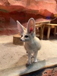 点击看大图 -Zoolung Zoolung动物主题公园(海信广场店)