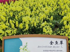 -径山花海