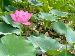 -莲花池公园