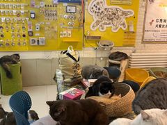 -平行世界·猫咖(首经贸店)