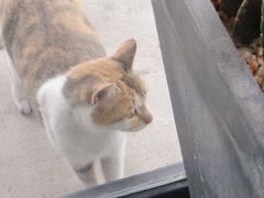 -猫里有甜