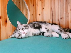 -猫在这儿猫咪咖啡馆·撸猫馆