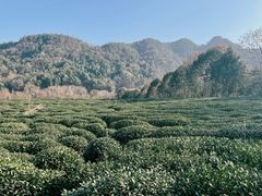 -野蔓果·山野菜(西湖景区·龙井茶田店)