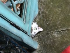 -猫猫幼稚园·撸猫·桌游·电玩