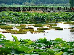 -荷塘月色湿地公园·向阳花洲