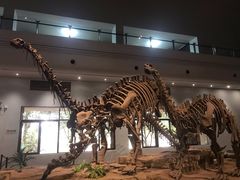 -自贡恐龙博物馆