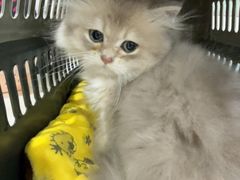 -佳雯宠物医院·皮肤科·内外科(春晓路分院)