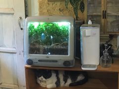 -海边的猫和咖啡馆