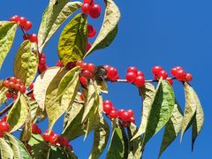 -北京西山国家森林公园