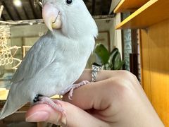 -吉丁鸟咖·异宠·寄养