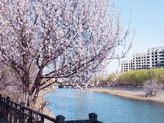 -桃花堤公园