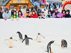 -广州热雪奇迹