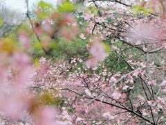 -杭州植物园