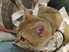 -美联众合动物医院·24h京西诊疗中心