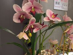 -施奈儿.洗头頭療.按摩SPA.采耳(上梅林店)