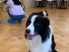 -Let's go狗咖·猫咖·奶狗·桌游(春熙路IFS店)