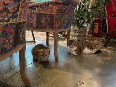 -咖法森林·咖啡  酒吧(天河店)