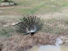 -深圳野生动物园