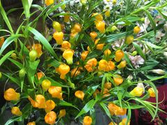 -御花园·粤菜·海鲜火锅(中山公园店)