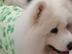 -星多哈·狗咖·拼豆·咖啡