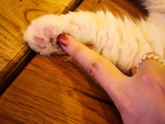 -李小姐の猫咖啡馆(五角场店)