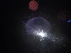 -锦艺城海洋馆